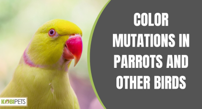 Color Mutations in Parrots and Other Birds