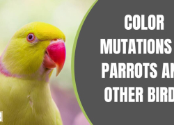 Color Mutations in Parrots and Other Birds