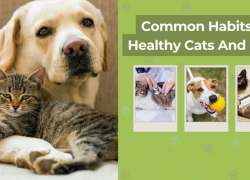 Common Habits Of Healthy Cats And Dogs