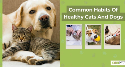 Common Habits Of Healthy Cats And Dogs