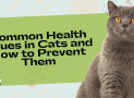 Common Health Issues in Cats and How to Prevent Them