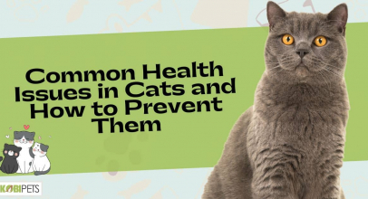 Common Health Issues in Cats and How to Prevent Them