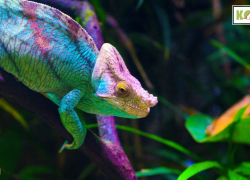 Caring for Pet Chameleons: A Guide