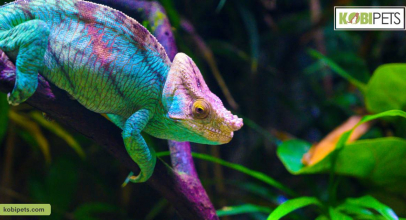 Caring for Pet Chameleons: A Guide