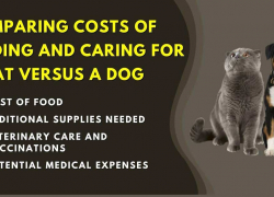 Comparing Costs of Feeding And Caring For A Cat Versus A Dog