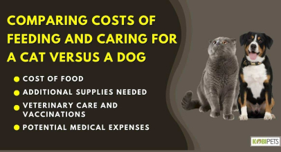 Comparing Costs of Feeding And Caring For A Cat Versus A Dog