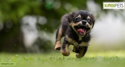 How to Completely Train Your Dog