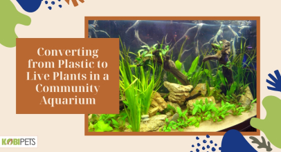 Converting from Plastic to Live Plants in a Community Aquarium