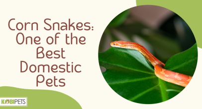 Corn Snakes: One of the Best Domestic Pets