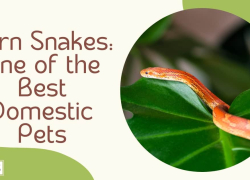 Corn Snakes: One of the Best Domestic Pets