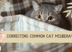 Correcting Common Cat Misbehaviors