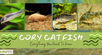 Cory Catfish: Everything You Need To Know