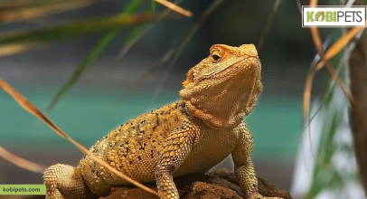 Bearded Dragon Pet Profile