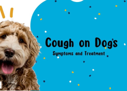 Cough on Dogs: Symptoms and Treatment