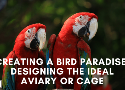 Creating a Bird Paradise: Designing the Ideal Aviary or Cage