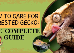 How to Care for a Crested Gecko: The Complete Guide
