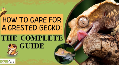 How to Care for a Crested Gecko: The Complete Guide