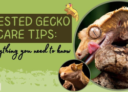Crested Gecko Care Tips: Everything You Need To Know