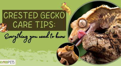 Crested Gecko Care Tips: Everything You Need To Know