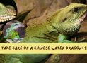 How to Take Care of a Chinese Water Dragon: 15 Steps