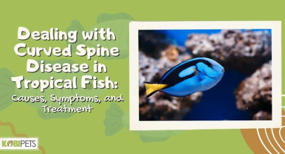 Dealing with Curved Spine Disease in Tropical Fish: Causes, Symptoms, and Treatment