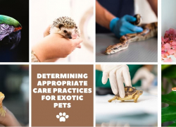 Determining Appropriate Care Practices for Exotic Pets