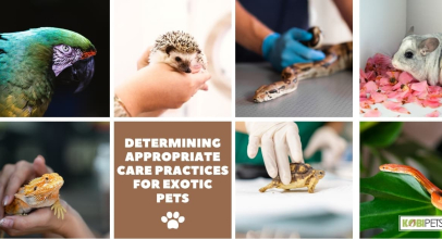 Determining Appropriate Care Practices for Exotic Pets