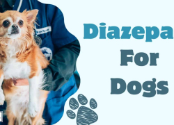 Diazepam For Dogs