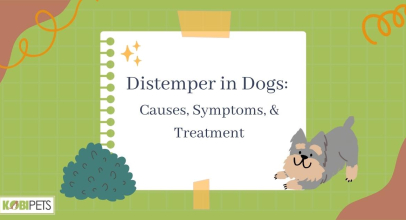 Distemper in Dogs: Causes, Symptoms, & Treatment