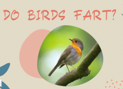Do Birds Fart?