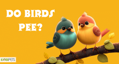 Do Birds Pee?