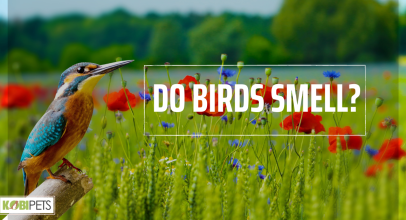 Do Birds Smell?
