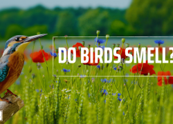 Do Birds Smell?