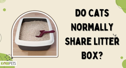 Do Cats Normally Share Litter Box?