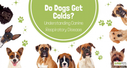 Do Dogs Get Colds? Understanding Canine Respiratory Disease