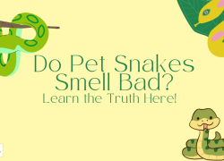 Do Pet Snakes Smell Bad? Learn the Truth Here!