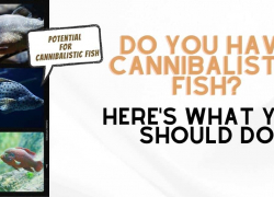 Do You Have Cannibalistic Fish? Here’s What You Should Do
