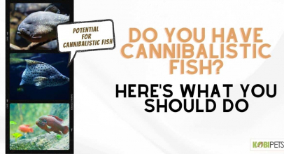 Do You Have Cannibalistic Fish? Here’s What You Should Do