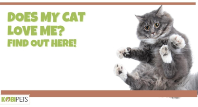 Does My Cat Love Me? Find Out Here