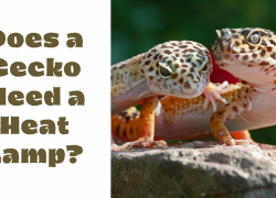 Does a Gecko Need a Heat Lamp?