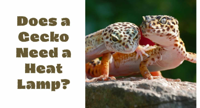 Does a Gecko Need a Heat Lamp?