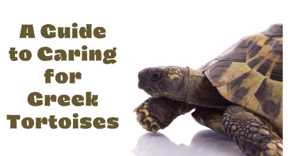 A Guide to Caring for Greek Tortoises