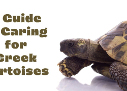 A Guide to Caring for Greek Tortoises
