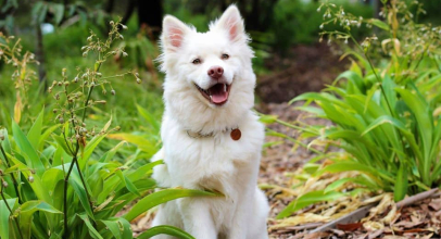 Bravecto Without Vet Prescription