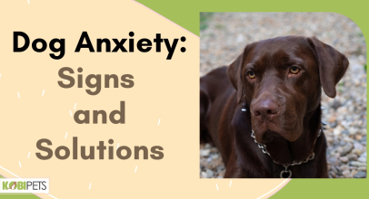 Dog Anxiety: Signs and Solutions