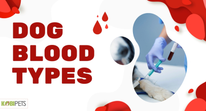 Dog Blood Types