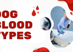 Dog Blood Types