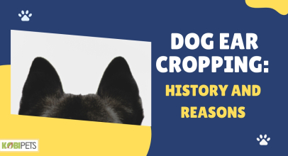 Dog Ear Cropping: History and Reasons