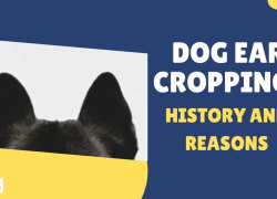 Dog Ear Cropping: History and Reasons