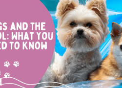 Dogs and the Pool: What You Need to Know